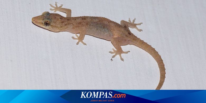 Ternyata Cicak Hewan Yang Pemilih Halaman All Kompas Com