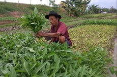 Menengok Aktivitas Petani di Sudut Kota Jakarta