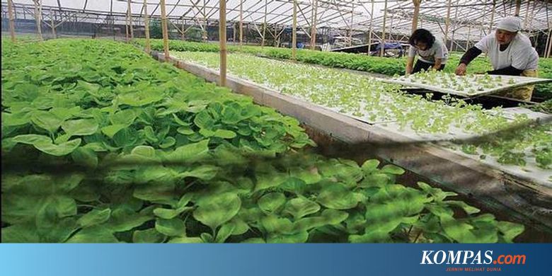 Belajar Berkebun Yuk Halaman All Kompas Com