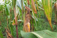 Cerita Suwarjan soal Sulitnya Jadi Petani Jagung: Saat Panen Harga Turun, Ketika Masa Tanam Bibit Mahal