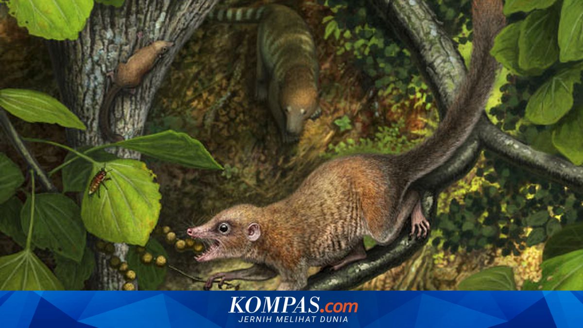 Oldest Primate Relative Fossil Found: Rewriting Human Ancestry?