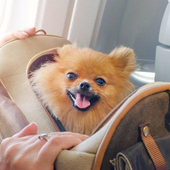 Ilustrasi mengajak anjing bepergian dengan pesawat