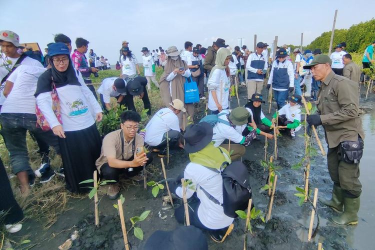 PLN Tanam 72.400 Pohon Mangrove untuk Lindungi Pesisir dan Dukung Ketahanan Pangan