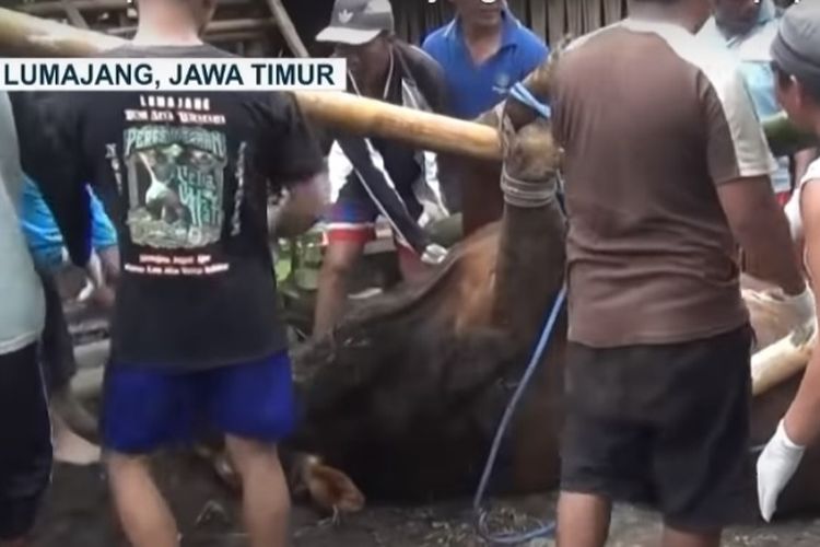 Warga bergotong-royong hendak menguburkan sapi limosin yang diduga mati akiibat penyakit mulut dan kuku (PMK) di Kabupaten Lumajang, Jawa Timur, Sabtu (14/5/2022).