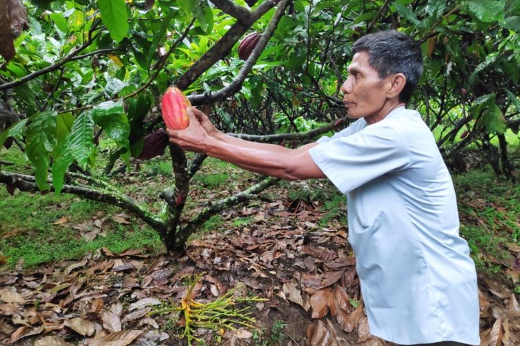 Petugas di Pusat Penelitian Kopi dan Kakao Jember menunjukkan buah kakao. 