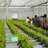 Jutaan Bibit Gratis dari Persemaian Mentawir Cukupi Reforestasi IKN