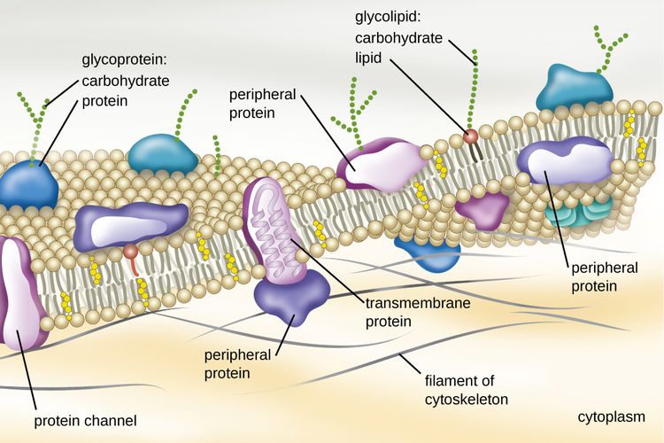 Membran sel