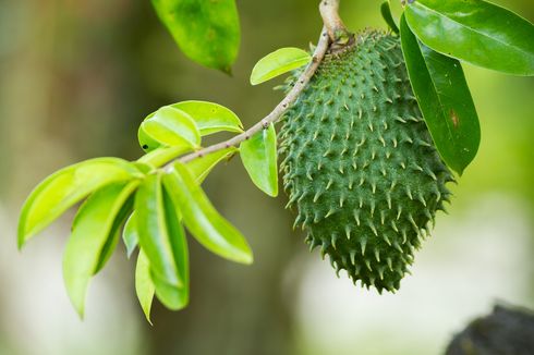 8 Macam Air Rebusan Daun yang Ampuh Menurunkan Kolesterol Tinggi