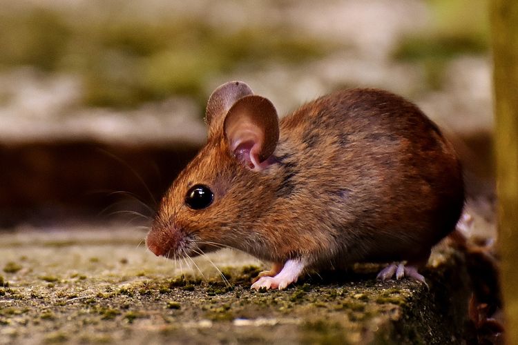 Selain Berbahaya untuk Kesehatan, Berikut Kerugian yang Disebabkan oleh Tikus
