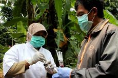 Hasil Tes, Itik yang Mati di Cirebon Positif Flu Burung