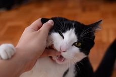 Benarkah Gigitan Kucing Bisa Sebabkan Kaki Diamputasi? Ini Penjelasan Dokter