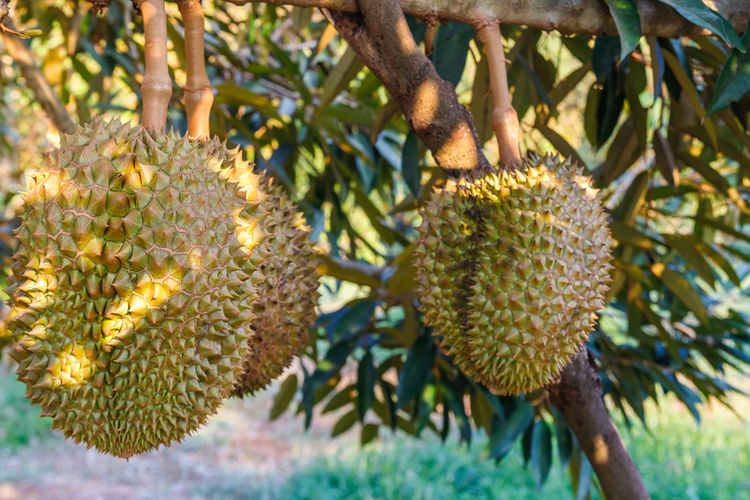 Ilustrasi tanaman durian, pohon durian. 