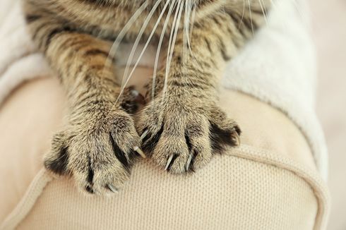 Pria Pemakan Kucing Hidup Dipanggil Abah Grandong