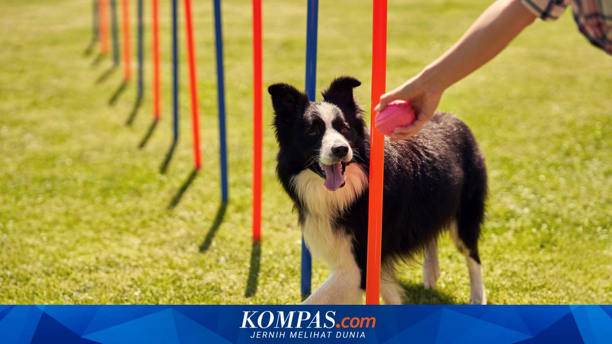 8 Ras Anjing yang Paling Mudah Dilatih, Cocok untuk Pemula