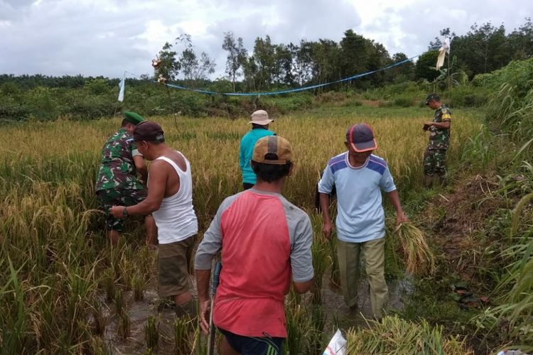 Panen padi perdana di Desa Cendil, Belitung Timur, hasil pengolahan lahan kelompok tani bersama TNI dalam upaya swasembada pangan, Senin (21/1/2019).