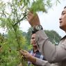 Polres Garut Temukan 167 Pohon Ganja, Tak Jauh dari Objek Wisata Situ Cangkuang