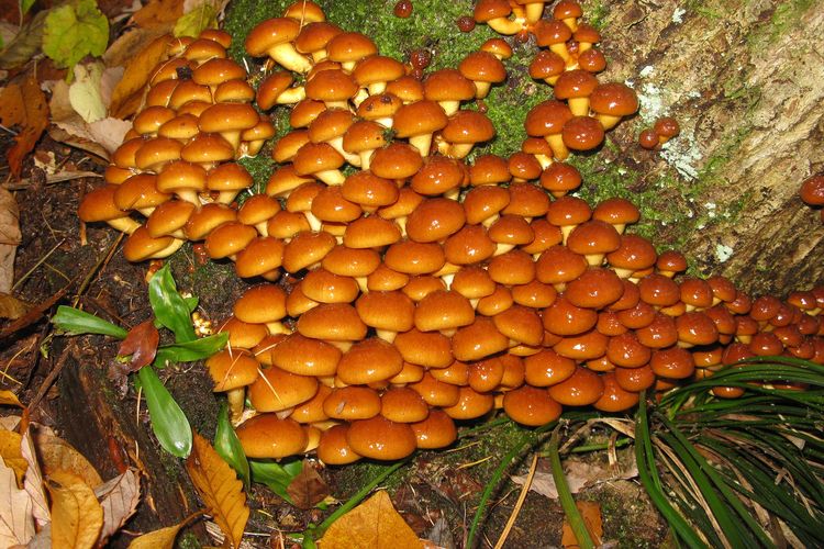 Ilustrasi jamur nameko.