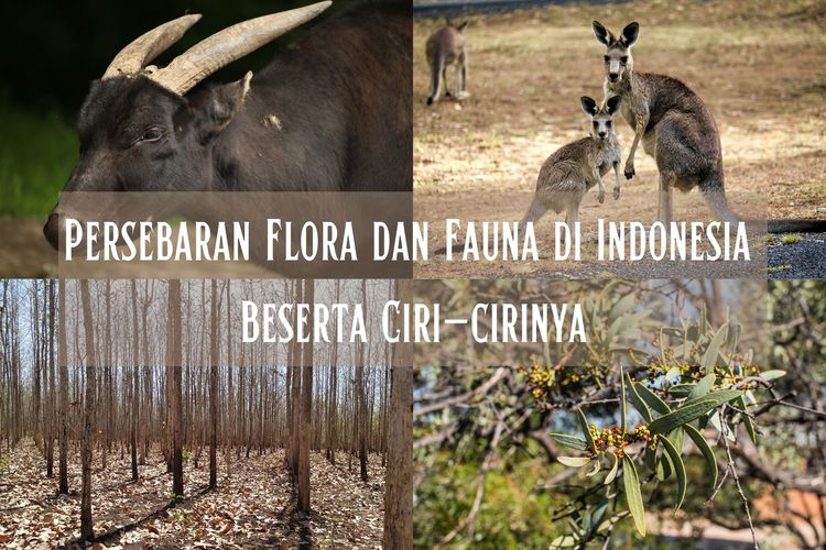Persebaran flora dan fauna di Indonesia terbagi menjadi tiga wilayah, yakni barat, tengah, dan timur.
