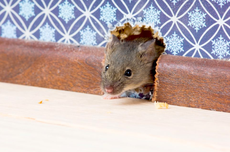 Cara Identifikasi Sarang Tikus di Rumah