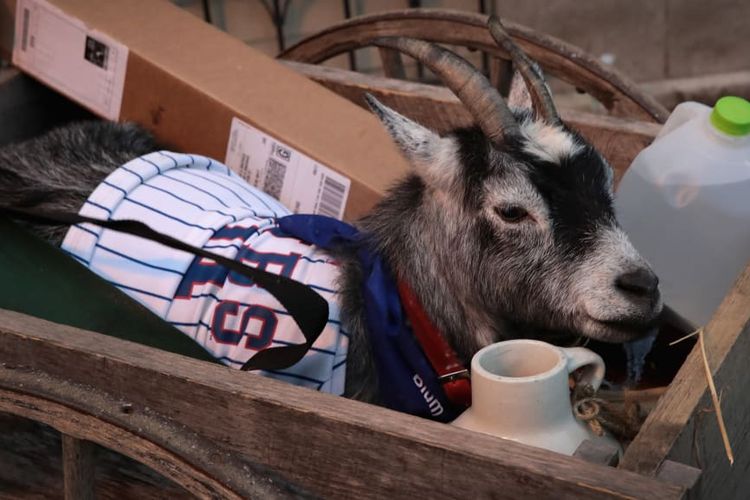 Kutukan Billy Goat di Chicago Cubs. [Via History]