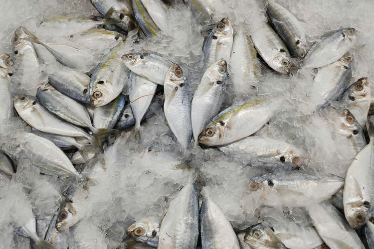 Ikan Sering Cepat Bau di Kulkas? Ini Cara Menyimpannya agar Tidak Rusak