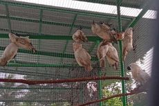 BKSDA Maluku Gagalkan Penyelundupan 10 Ekor Burung Kakatua