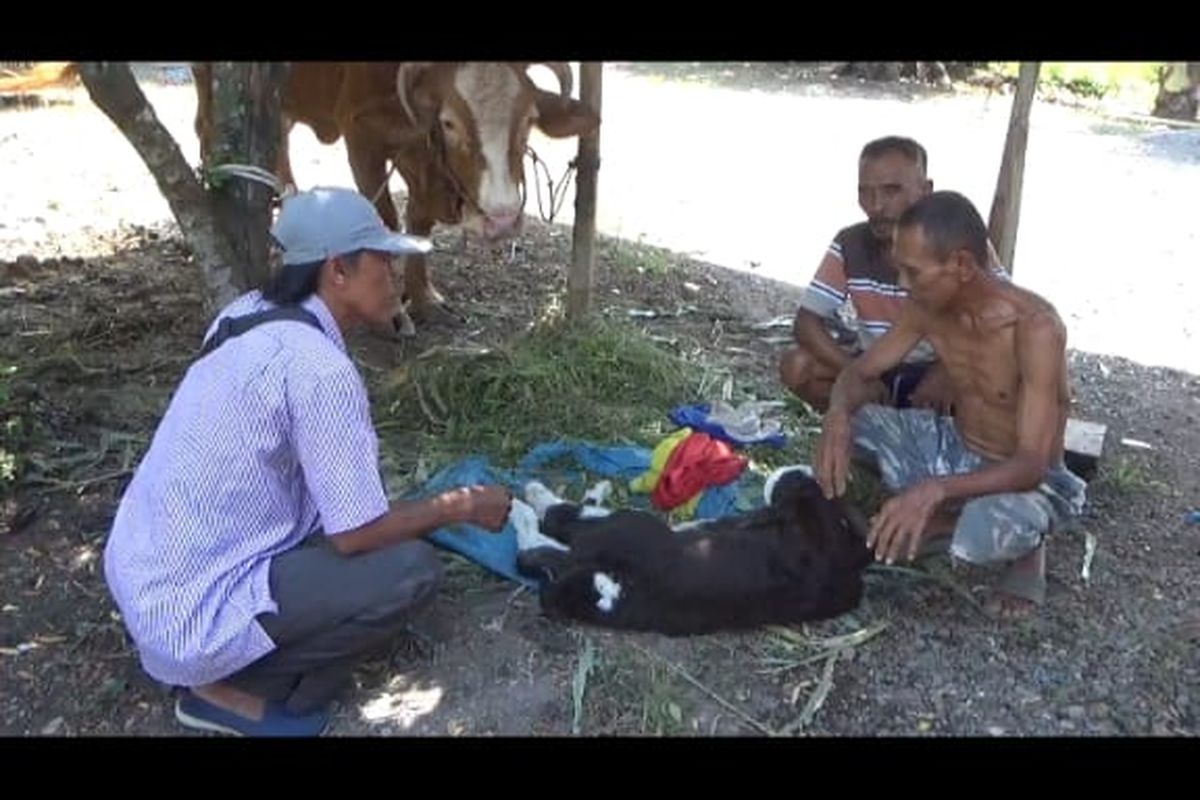 Sapi milik warga Jember yang lahir dengan enam kaki.