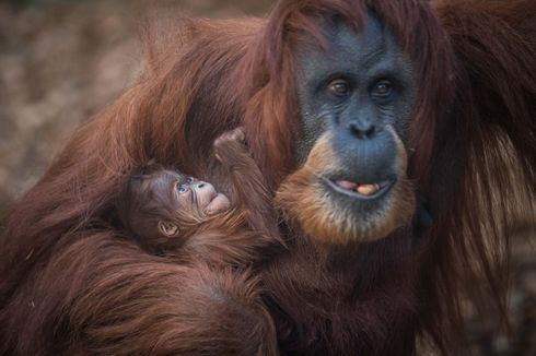 Inilah Bayi Orangutan Sumatera Langka yang Lahir di Inggris