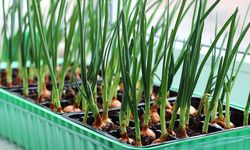 Cara Menanam Bawang Putih dari Satu Siung agar Tumbuh Subur