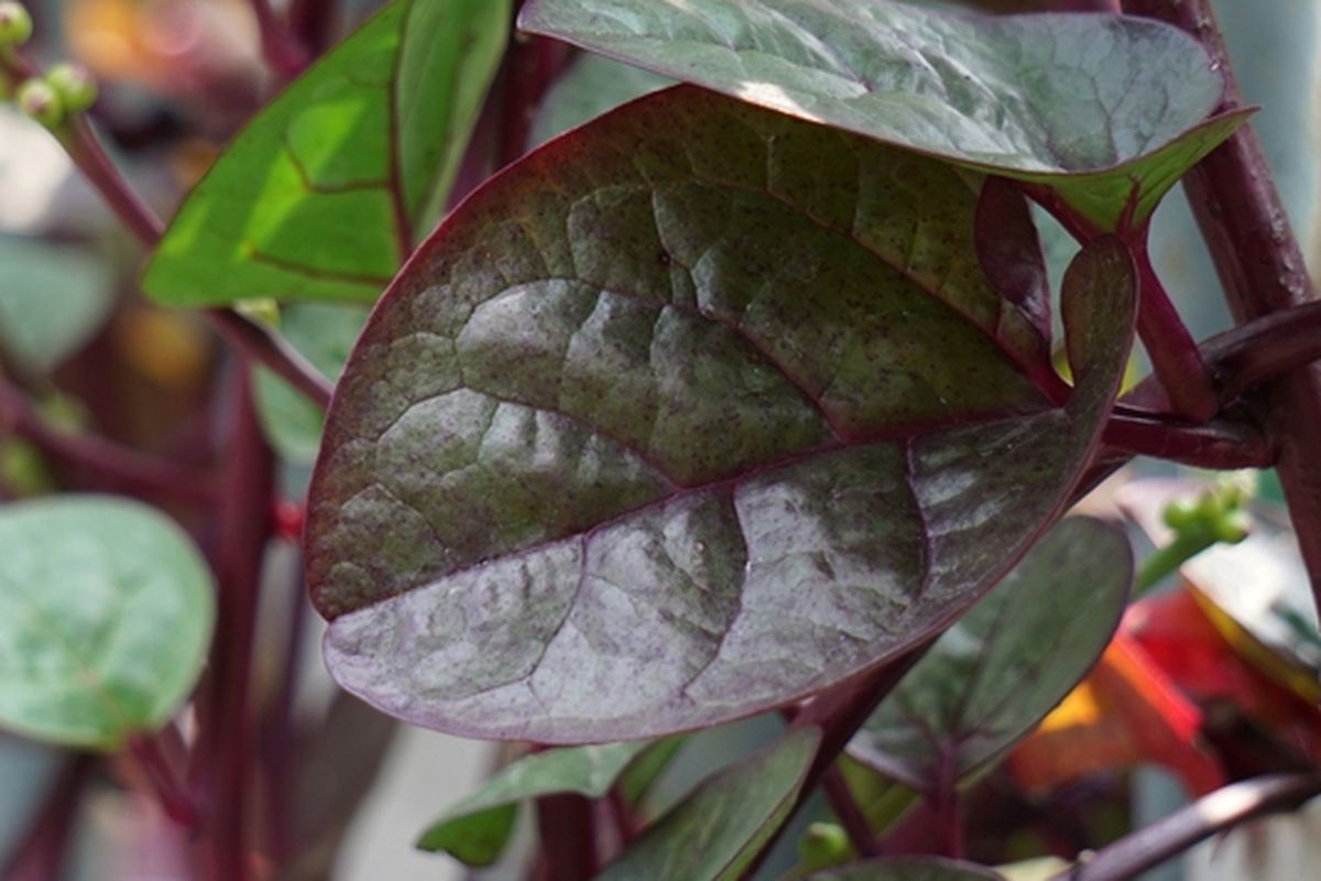 Ilustrasi tanaman binahong (Anredera cordifolia).