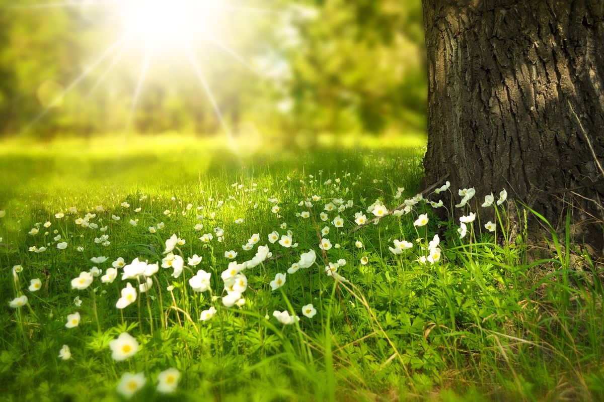 Sinar matahari yang dibutuhkan tumbuhan untuk fotosintesis.