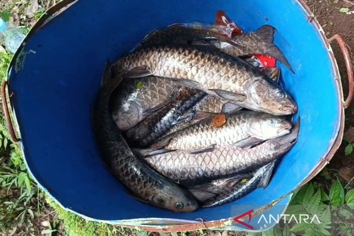 Sampel ikan dewa yang diambil untuk diteliti di Kabupaten Kuningan, Jawa Barat, Senin (222026). Ratusan ikan dewa di Balong Girang, Cigugur, mati. Pemerintah Kabupaten Kuningan menyelidiki penyebab dan lakukan penanganan cepat.