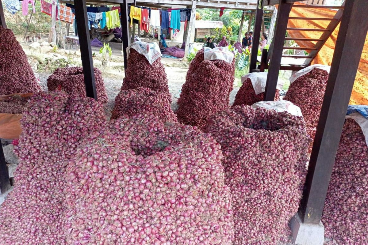 Iustrasi bawang merah.