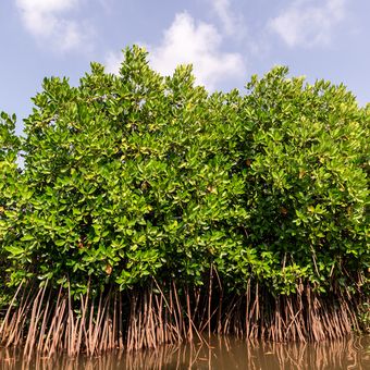 Ilustrasi tanaman mangrove. 