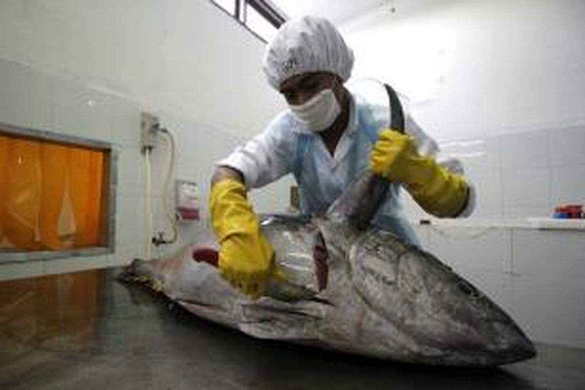 Seorang pekerja  Nagata Prima Tuna sedang membersihkan seekor ikan Tuna yang merupakan hasil tangkapan nelayan di Aceh dan akan di ekspor ke beberapa negara seperti Amerika Serikat, Korea dan Jepang. Melemahnya rupiah belum mempengaruhi aktifitas Ekspor Tuna oleh PT NPT di Aceh.*****K12-11