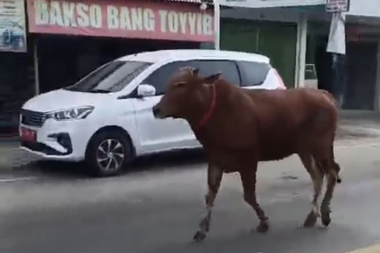 Sapi Kurban Kabur ke Jalan Raya Bangkalan, Pengendara Menepi Ketakutan