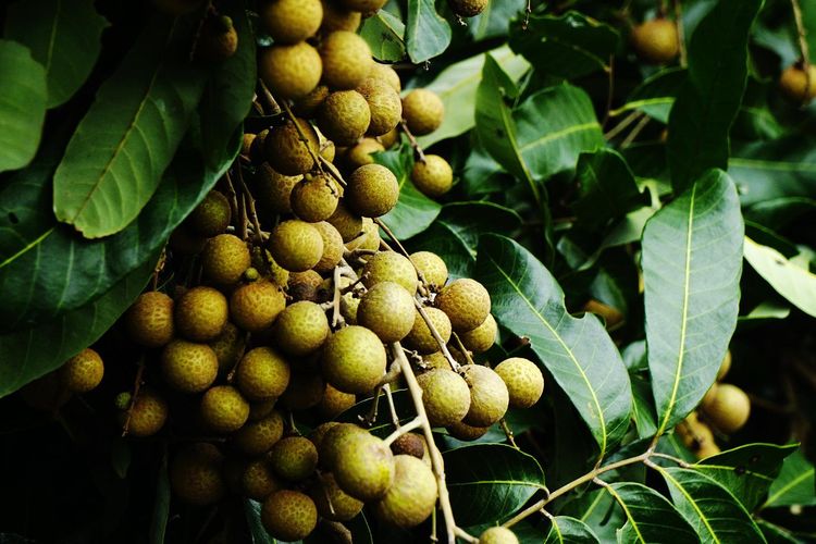 Ilustrasi pohon kelengkeng, buah kelengkeng. 