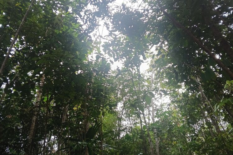 Kondisi hutan di Desa Kenanga, Kecamatan Simpang Hulu, Kabupaten Ketapang, pada Jumat (24/10/2025). Hutan tersebut merupakan bekas ladang yang sudah berusia tua dan berada cukup jauh dari Desa Kenanga.
