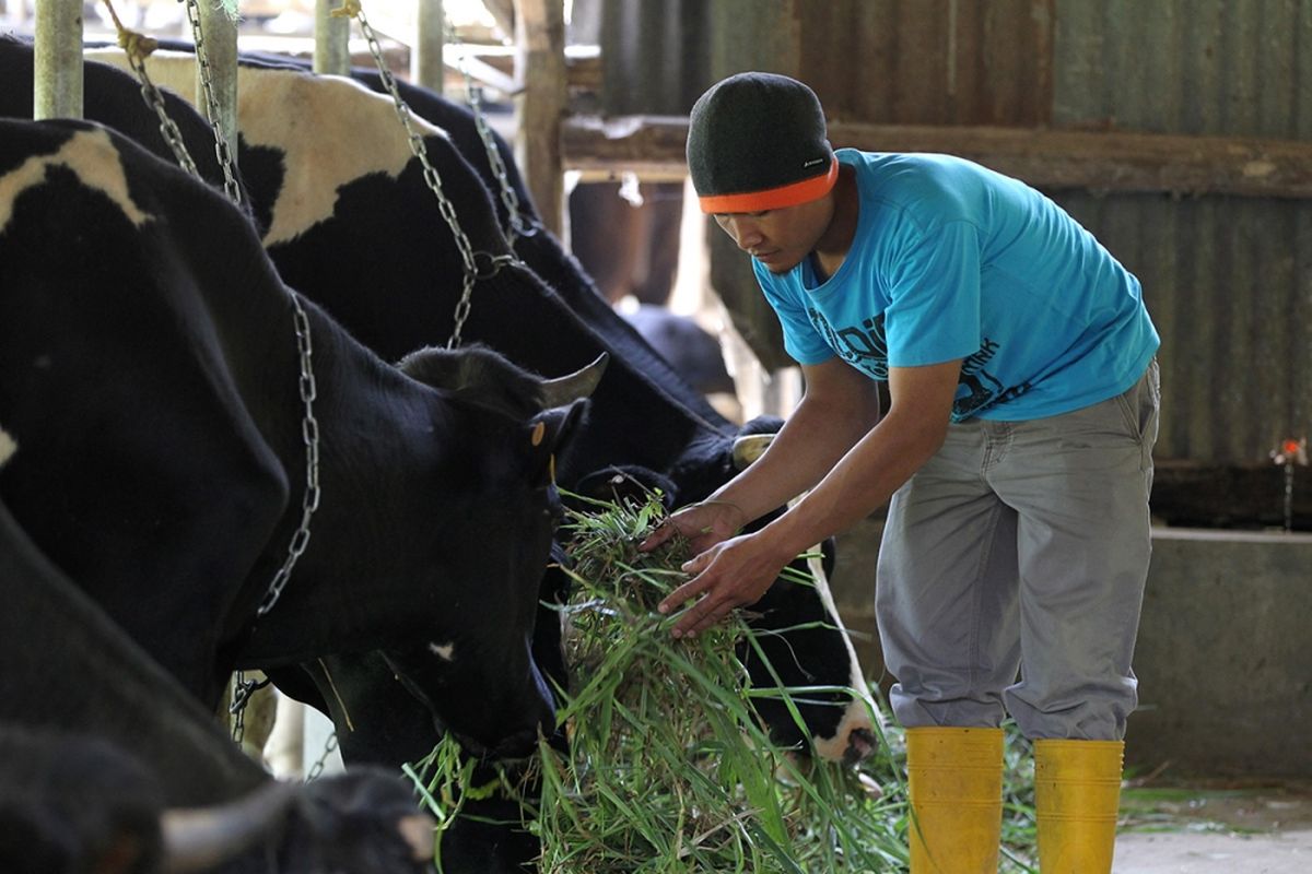 If you are stuck on where to go in Indonesia?s capital city and keen on finding unique things to do in Jakarta, then the Cipayung cattle farm may interest you.