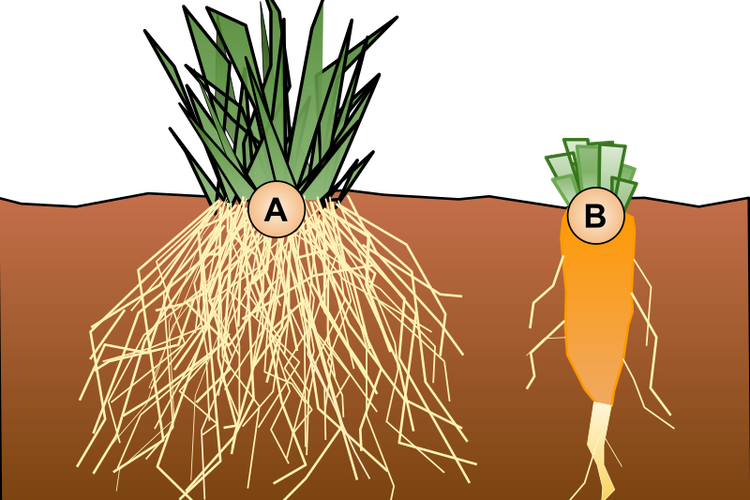 Ilustrasi bentuk akar. (A) adalah akar serabut dan (B) adalah akar tunggang.