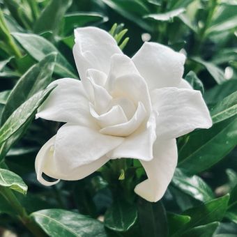 Ilustrasi bunga gardenia atau kacapiring, salah satu tanaman yang baik untuk kualitas tidur.