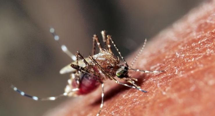 Waspadai Virus Zika Berjangkit di Indonesia   