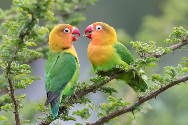 Ilustrasi burung lovebird.