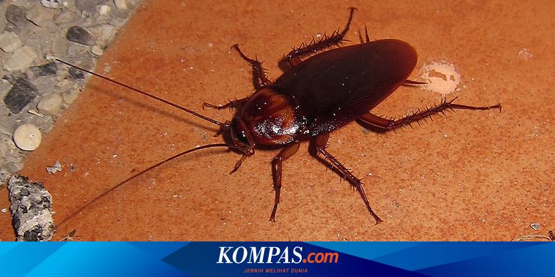 Kenapa Kecoak Sangat Kuat Dan Sulit Dibunuh? Sains Menjelaskan Halaman All  - Kompas.com