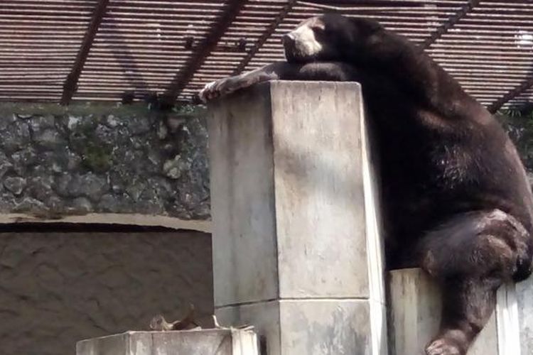 Beruang madu koleksi Kebun Binatang Surabaya