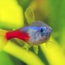 Ketahui, Ini Jenis Makanan Ikan Neon Tetra dan Waktu Memberikannya