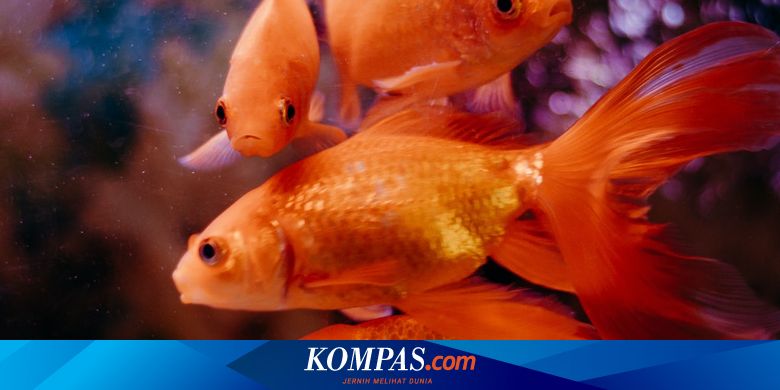 88+ Teman Ikan Mas Koki Dalam Aquarium HD Terbaik