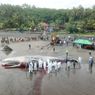 Paus Mati yang Terdampar di Pantai Yeh Leh Bali Terindikasi Sakit