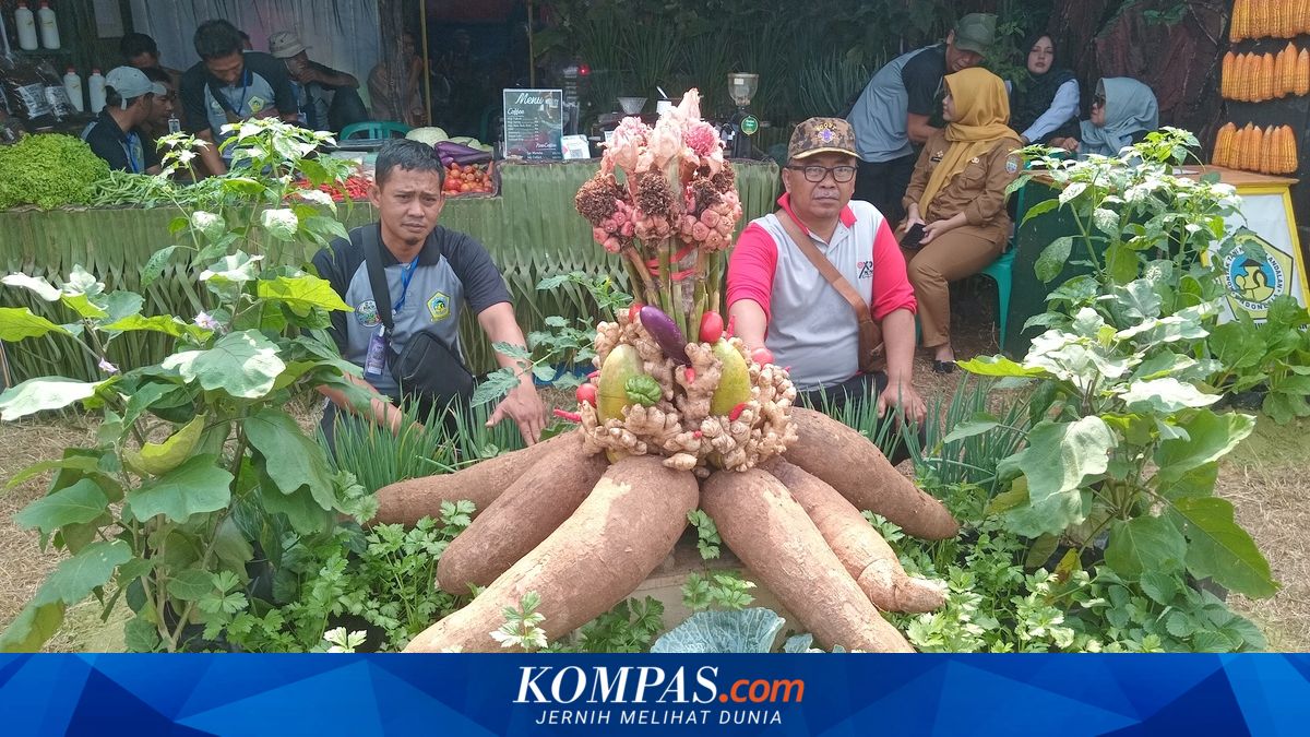 Petani Ciamis Budidayakan Singkong Jumbo, Panjang 1 Meter tetapi Harganya Jatuh Jadi Rp 700 Per Kg