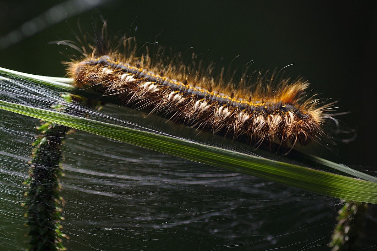 Ilustrasi ulat bulu.